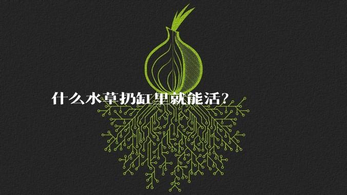 什么水草扔缸里就能活？